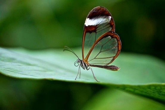 Photo:  The Glasswinged butterfly (Greta oto)